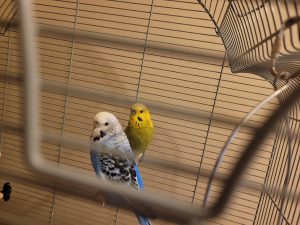 Budge-Budge & Chub-Chub